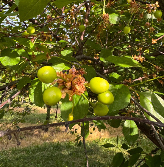 A cluster of small, unripe cherries with a dead flower at the center of the cluster
